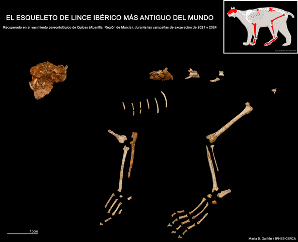 Esqueleto de lince ibérico más antiguo del mundo. / Maria Dolors Guillen Espínola, IPHES-CERCA. yacimiento de quibas lince